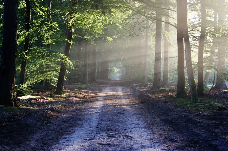 Fairy Tale Forest